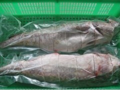 供應冷凍馬加魚 冷凍鱈魚批發 - 冷凍粗加工水產品 - 粗加工水產品 - 食品、飲料 - 供應 - 切它網(QieTa.com)