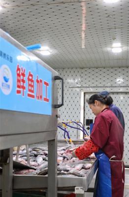 武漢東西湖有條凈魚產業(yè)鏈,讓武漢水產品走向全國人民餐桌
