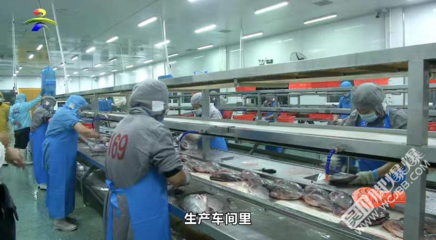 我市水產(chǎn)品加工企業(yè)開足馬力助推“吳川烤魚”品牌行穩(wěn)致遠(yuǎn)