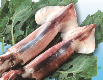 冷凍粗加工水產(chǎn)品-南光出售各種規(guī)格的魷魚(yú)-冷凍粗加工水產(chǎn)品盡在阿里巴巴-榮成南光.
